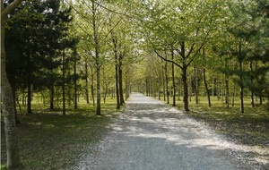 De la forêt au parc Archéo